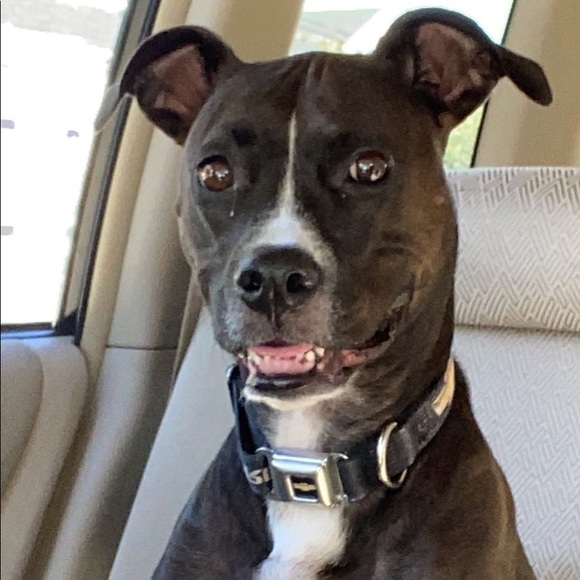 Meet your Posher, Greg - Picture 1 of 1